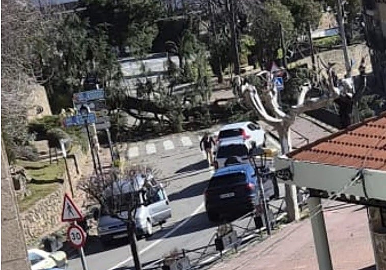 La carretera de la Vera sigue cortada en Jarandilla por la caída de los árboles por el viento